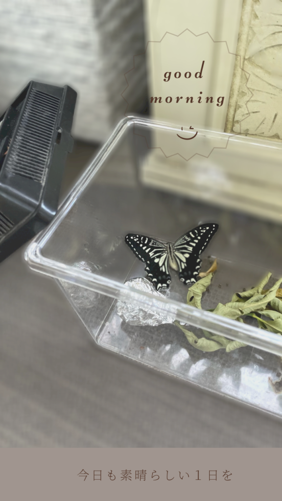 サナギから羽化したアゲハ蝶