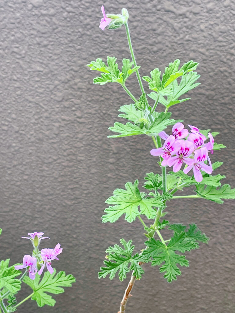 ローズゼラニウム